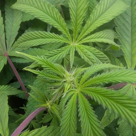 First US Premium try