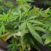 First US Premium try