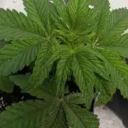 First US Premium try