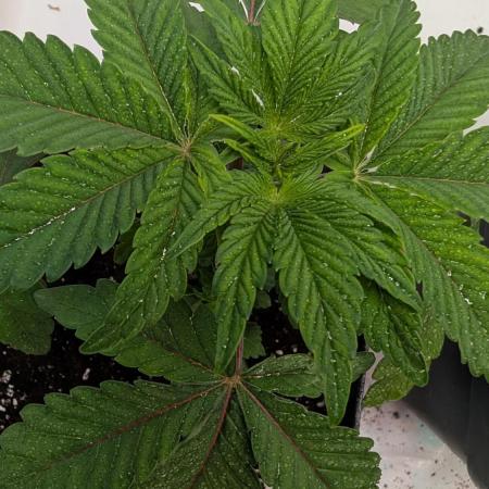 First US Premium try