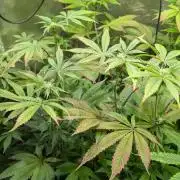 First US Premium try