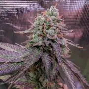 DWC Colorado