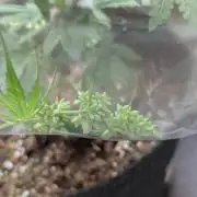 Progeny Testing the Berrys