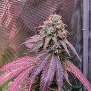 DWC Colorado