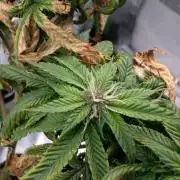 Mini-Tent Grow / Cutting