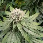 DWC Colorado