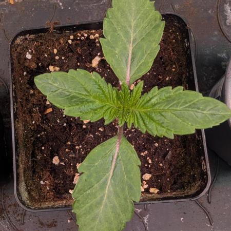 First US Premium try