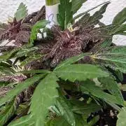 Progeny Testing the Berrys