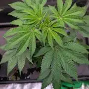 First US Premium try