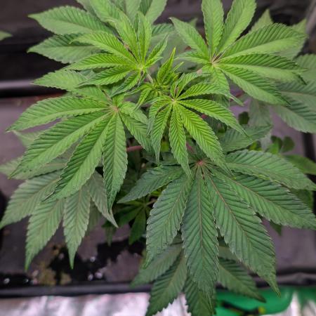 First US Premium try