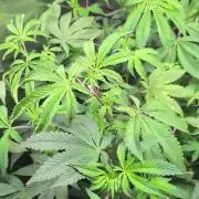 First US Premium try