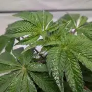 First US Premium try