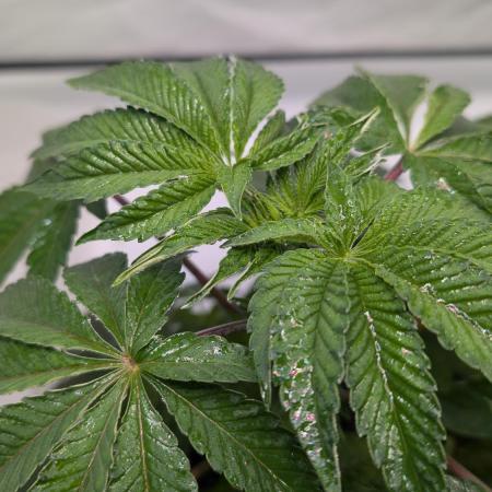 First US Premium try