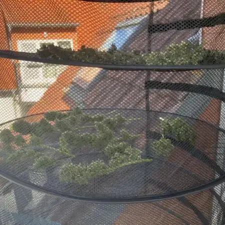 White Widow Auto - Spring Outdoor Grow (Germany) 2025