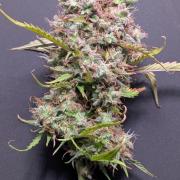 Eternity Grow Cup  Sticky Broccoli Auto