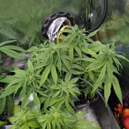 Tropicana Cookies FF Fast Buds