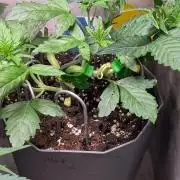 Banana Frost