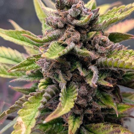Diablo Rojo XL Auto - Sweet Seeds