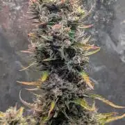 Crystal Candy XL Auto - Sweet Seeds