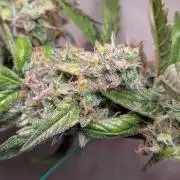 Hindu Kush Auto Sensi Seeds