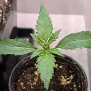 Permanent Jealousy XL Auto Sweet Seeds
