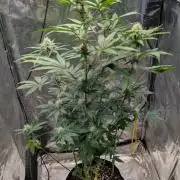 Glue Prom Walipini Seeds