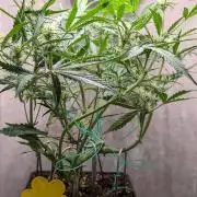 Permanent Jealousy XL Auto Sweet Seeds