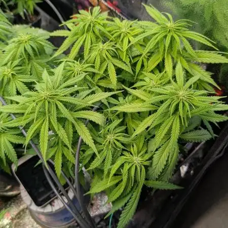 Mental Rainbow F1 Sweet Seeds