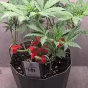 Sundae Frost