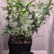 Hindu Kush Auto Sensi Seeds