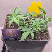 Eternity Grow Cup  Sticky Broccoli Auto