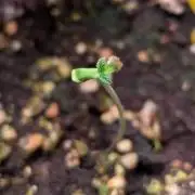 Eternity Grow Cup  Sticky Broccoli Auto