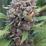 Purple Lemonade Auto Fast Buds Outdoor