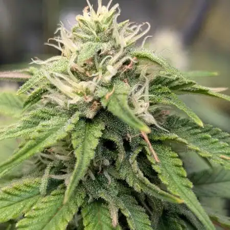 Orange Sherbet FF Fast Buds