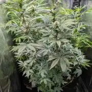 Glue Prom Walipini Seeds