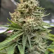 Glue Prom Walipini Seeds