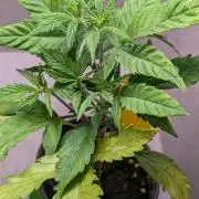 Permanent Jealousy XL Auto Sweet Seeds