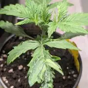 Eternity Grow Cup  Sticky Broccoli Auto