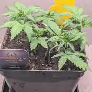 Eternity Grow Cup  Sticky Broccoli Auto