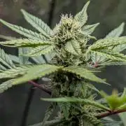 The Gassy One Super Sativa Seed Club