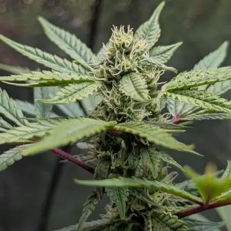 The Gassy One Super Sativa Seed Club