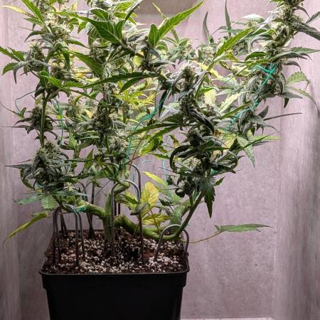 Hindu Kush Auto Sensi Seeds