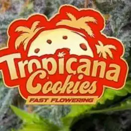 Tropicana Cookies FF Fast Buds