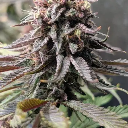 Tropicana Cookies FF Fast Buds