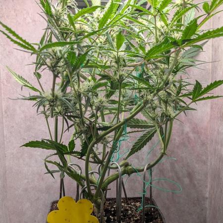 Permanent Jealousy XL Auto Sweet Seeds
