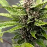 Diablo Rojo XL Auto - Sweet Seeds