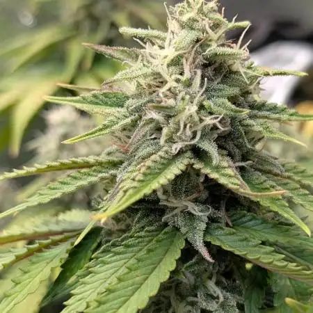 Orange Sherbet FF Fast Buds