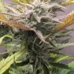 Skunk Auto Fast Buds Mini Grow