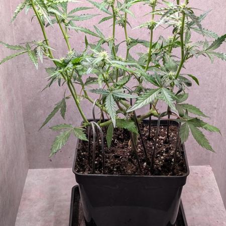 Hindu Kush Auto Sensi Seeds
