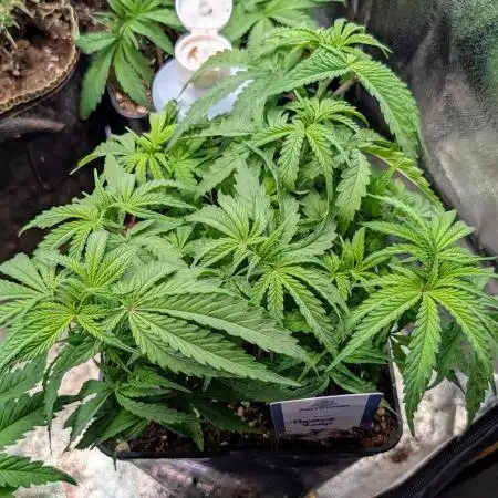 Papaya Zoap F1 Sweet Seeds